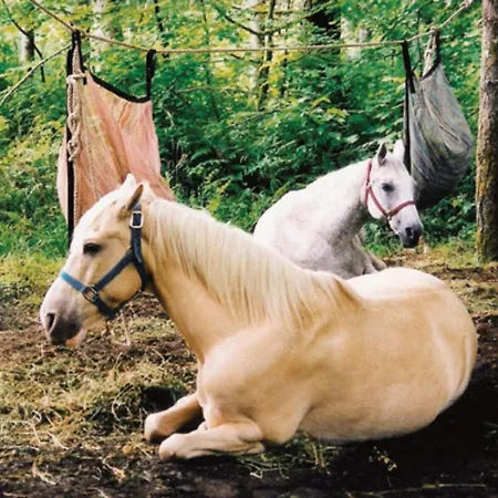 Marsaxlokk Equine Centre *