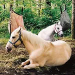 Marsaxlokk Equine Centre *