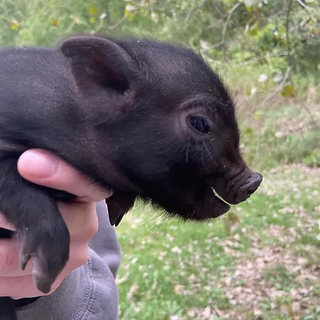 Marsaxlokk Equine Centre Birżebbuġa