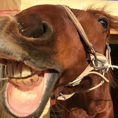 Marsaxlokk Equine Centre * Birżebbuġa