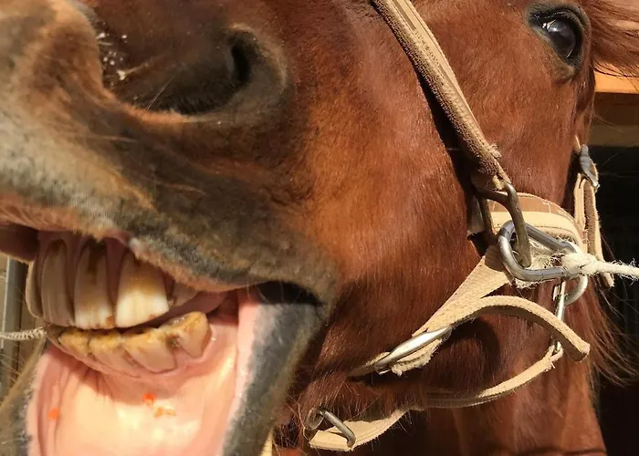 Σπίτι διακοπών Marsaxlokk Equine Centre Birżebbuġa