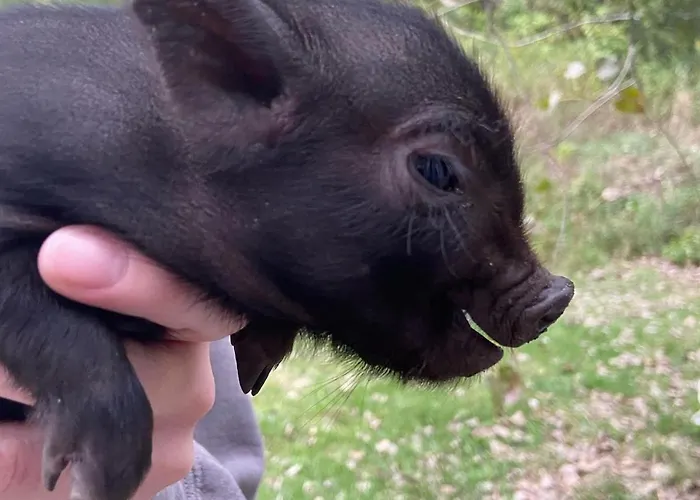 Marsaxlokk Equine Centre Birżebbuġa