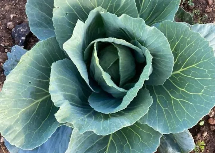 Marsaxlokk Equine Centre Σπίτι διακοπών